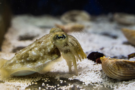 鱿鱼为水族馆提供有趣的宠物给水族馆鱼厚朴图片素材