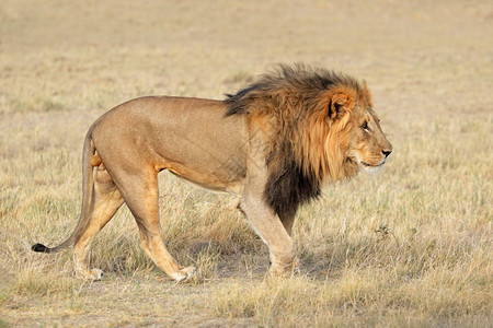 凶猛纳米比亚Etosha公园自然栖息地上的PantheraLeo危险的户外图片