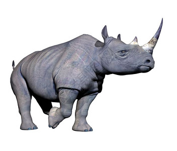 动物非洲人群灰犀牛在白色背景下缓慢行走犀牛步3D图片