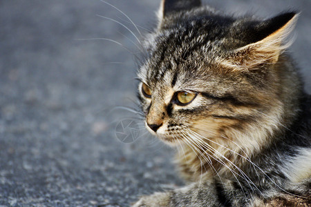 关心动物Catface大灰猫特写科动物图片