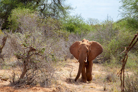 稀树草原自然坦桑尼亚大象站在肯草原上观光旅行图片