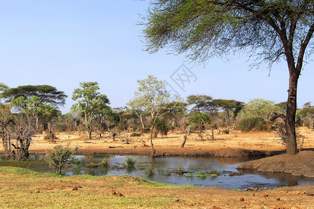栖息地生态景观非洲博茨瓦纳卡萨内乔贝公园森林池塘图片
