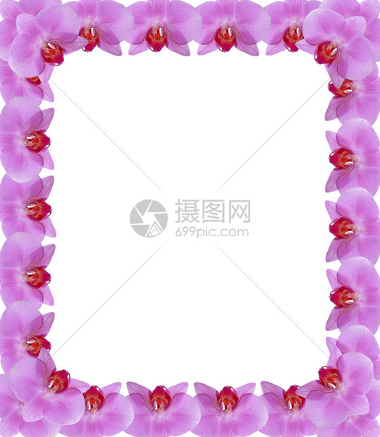 从粉红花瓣的朵中摘出兰的粉红瓣漂亮精美门户14图片