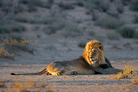 猫科动物荒野早晨南非卡拉哈里沙漠PantheraLeo安息于清晨的光亮之下图片