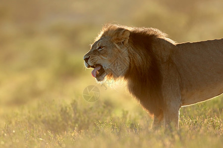 南部非卡拉哈里沙漠日出时PantheraLeo南非卡拉哈里沙漠洲男图片