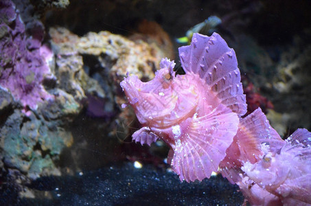 动物在水下看一头稀有的粉红犀牛鱼水族馆快了图片