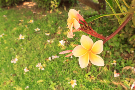 花的黄色弗朗吉帕尼夏威夷人温泉图片