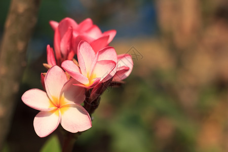 美丽的素馨花图片