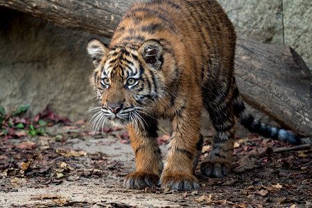 脸眼睛帕捷拉Panthera吉格里斯Tigris小熊图片