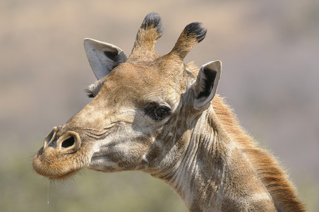吉拉菲长颈鹿耳朵反刍动物图片