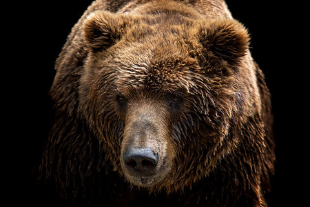 荒野棕熊前视线在黑色背景上被孤立堪察卡熊乌尔萨斯Arctosberingianus的肖像自然灰熊图片
