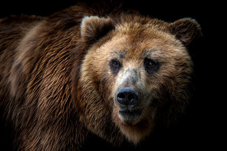 棕熊前视线在黑色背景上被孤立堪察卡熊乌尔萨斯Arctosberingianus的肖像弧形阿拉斯加州森林图片