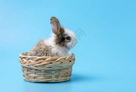 篮子里的小兔子图片
