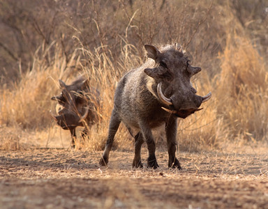 两只警示怪猪穿过布什维尔草地行走感人的警报户外图片