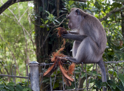 灵长类动物灰色的富有表现力印度尼西亚乌布杜斯猴林中的子背景图片