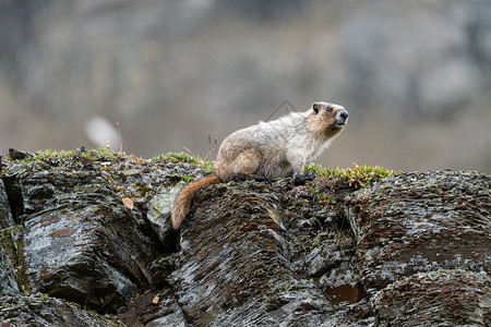 风景优美丽HoarymarmotMarmotacaligata班夫公园艾伯塔省加拿大动物图片