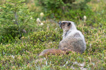 土拨鼠可爱的美丽HoarymarmotMarmotacaligata班夫公园艾伯塔省加拿大图片