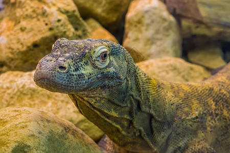 眼睛爬虫类巨大的热带监视器来自印度尼西亚的蜥蜴易受攻击的动物种类注unorg背景图片
