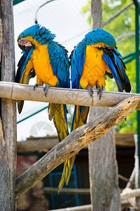所有的两个蓝色和黄的Macaw鹦鹉坐在动物园中的两只蓝和黄色Macaw鹦鹉明亮的热带图片