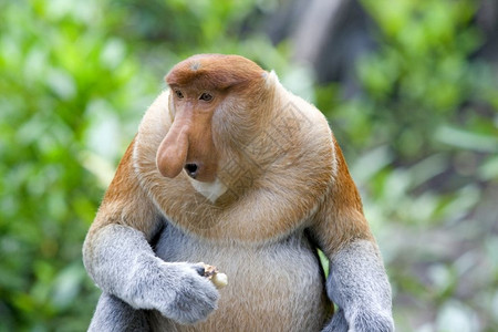 雨林精选2013哥打京那巴鲁红树林中的长鼻猴苹果浏览器福雷斯特图片