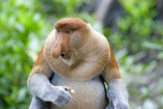 雨林精选2013哥打京那巴鲁红树林中的长鼻猴苹果浏览器福雷斯特图片