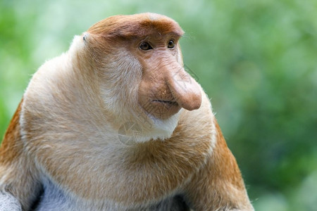 动物哥打京那巴鲁红树林中的长鼻猴徒步旅行山打根图片