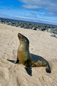 保护生物多样荒野加拉帕戈斯海狮ZalophophusWollebaeki加拉帕戈斯公园加拉帕戈斯群岛教科文组织世界遗产地厄瓜多尔图片