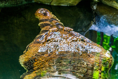 错误的施莱盖利在水下热带和亚洲脆弱动物群落的假长袍鳄鱼面部被紧闭来自亚洲的热带和易受影响的动物种爬虫类图片