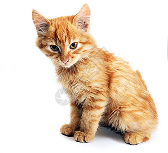 橘色花纹的猫咪图片