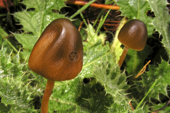 松树栖息地自由野生蘑菇斯考特松林瓜达拉姆公园塞戈维亚卡斯蒂利和里昂图片