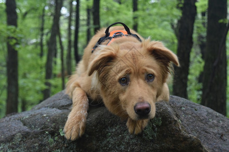 雅茅斯托勒铺设狗躺在树林中的岩石上哺乳动物图片