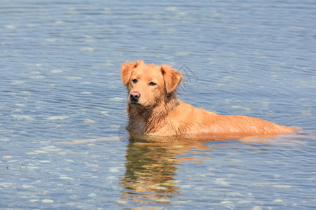 河狗在水中埋伏的一只苏格兰人猎狗的照片鸭子可爱的图片