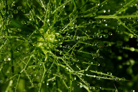 植物生态露绿草上的水滴图片
