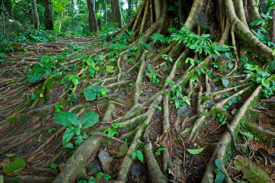 一种雾林热带树根丛老的图片