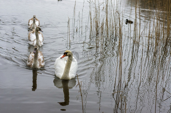 荒野池塘上的天鹅湖野生水禽湖上的野生水禽池塘上的天鹅动物优雅图片