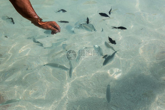 太阳地中海以赤手空拳在透明海钓鱼游客图片