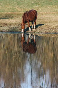 阳光明媚的一天布朗马在湖中饮水晴天纯种夏图片