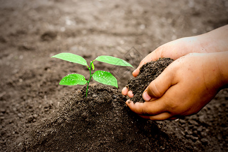 一颗种子发芽黄色的发芽两个孩子双手在肥沃土壤中植树苗生态概念新的