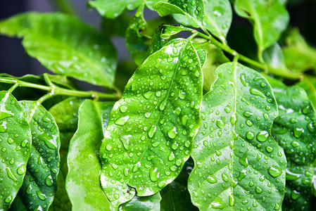 雨后叶子上的水珠图片