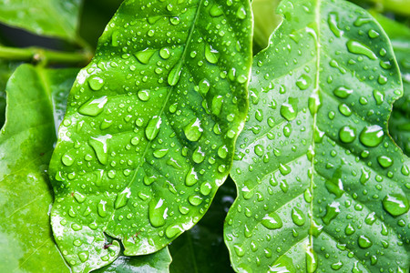 雨后叶子上的水珠图片