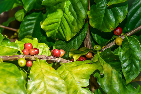咖啡豆种植图片