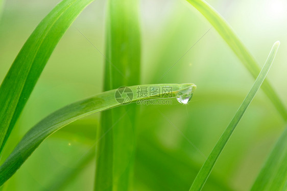 日光下露珠落的生态背景阳光照亮草湿的明图片