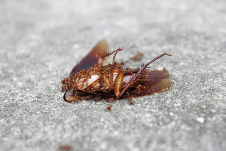 蚂蚁吃死昆虫挂帮助工作图片