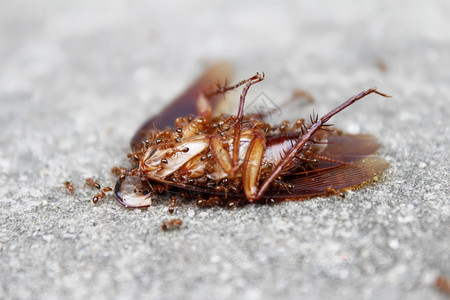 地面正直蚂蚁吃死昆虫协调图片