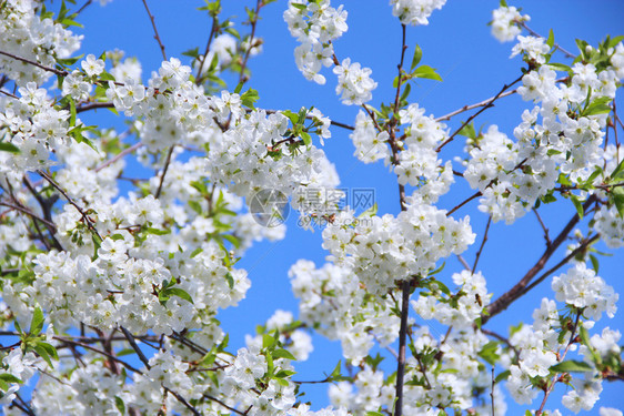 季节绿色园艺盛开的樱花树白春天盛开的樱花树春天树白春天图片