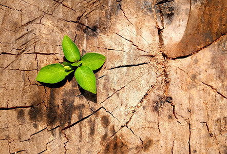 阳光作为商业和成功概念的强大和发展从旧树干中生长的年轻小树苗植物木头闪电图片