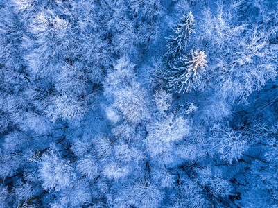 冬季初的野生森林和地上的雪与树枝在斯普鲁森林空气视图中垂直向下方的海冻霜和白雪冬天高架爬坡道图片