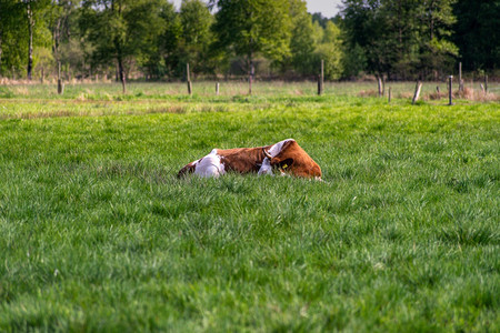重点棕白的奶牛躺在草地上的原牧中的牛躺在地上位棕色的图片