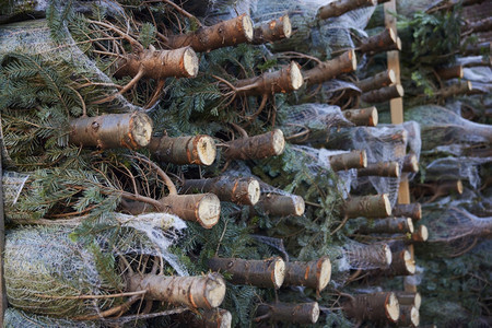 真实的假期冬天圣诞树堆和网中可出售的圣诞树图片