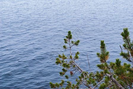 对比云杉波浪湖边壁形树枝的接缝处在湖面上图片